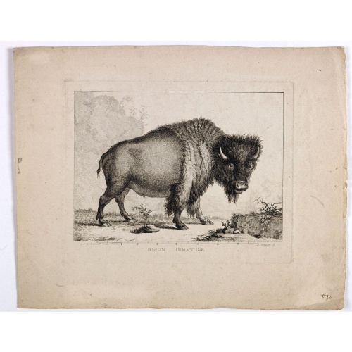 Bison Iubatus.