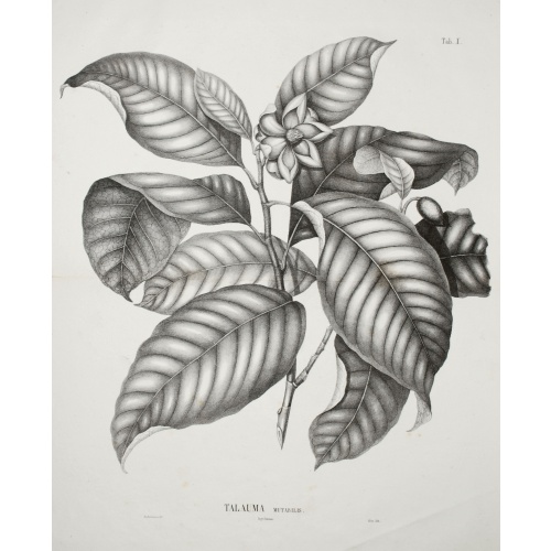 [Lot of 7 Flower prints] Talauma mutabilis. flower Talauma mutabilis from 'FLORA MALESIANA' Arckenhausen del. / Hutz Lith.