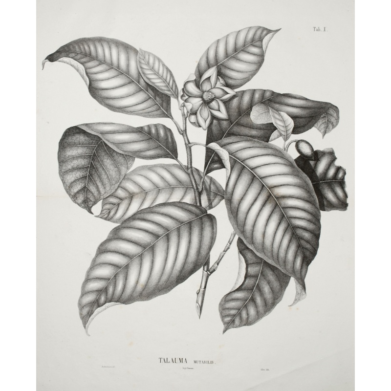 [Lot of 7 Flower prints] Talauma mutabilis. flower Talauma mutabilis from 'FLORA MALESIANA' Arckenhausen del. / Hutz Lith.
